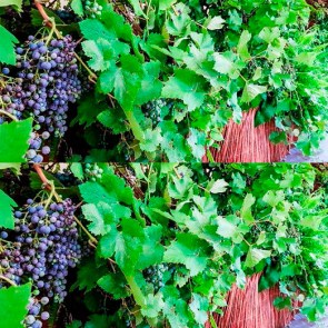 Weinrebe-mit-Beeren-in-einer-Gartenwand.jpg